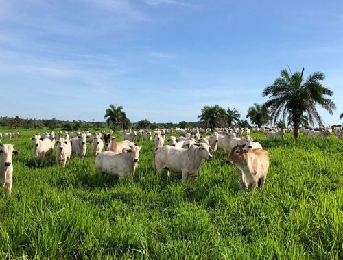 CARNE BOVINA: TRADUZINDO A SUA CONTRIBUIÇÃO PARA A SOCIEDADE EM NÚMEROS