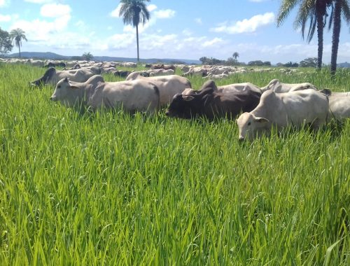 A CONTRIBUIÇÃO DA PLANTA FORRAGEIRA PARA O SISTEMA DE INTEGRAÇÃO LAVOURA-PECUÁRIA